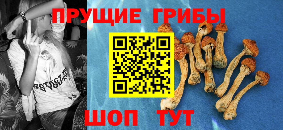 Псилоцибиновые грибы Psilocybine cubensis Саратов